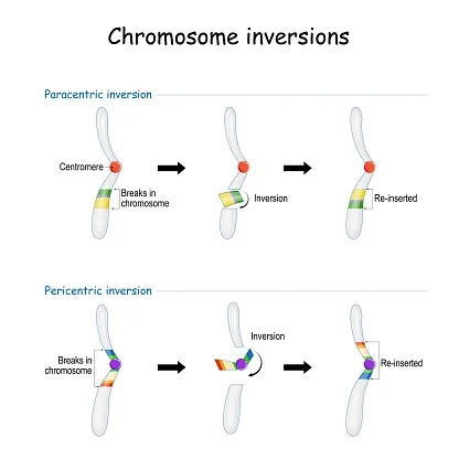 Chromosome Inversion. Genetic mutation