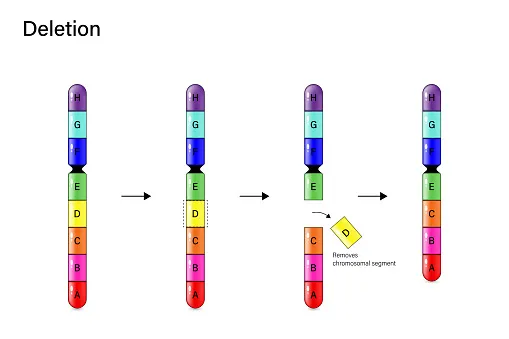 Chromosome Deletion. Genetic mutation