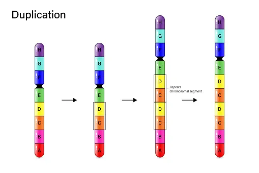 Chromosome Duplication. Genetic mutation