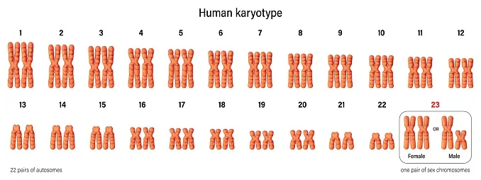 Human Genome