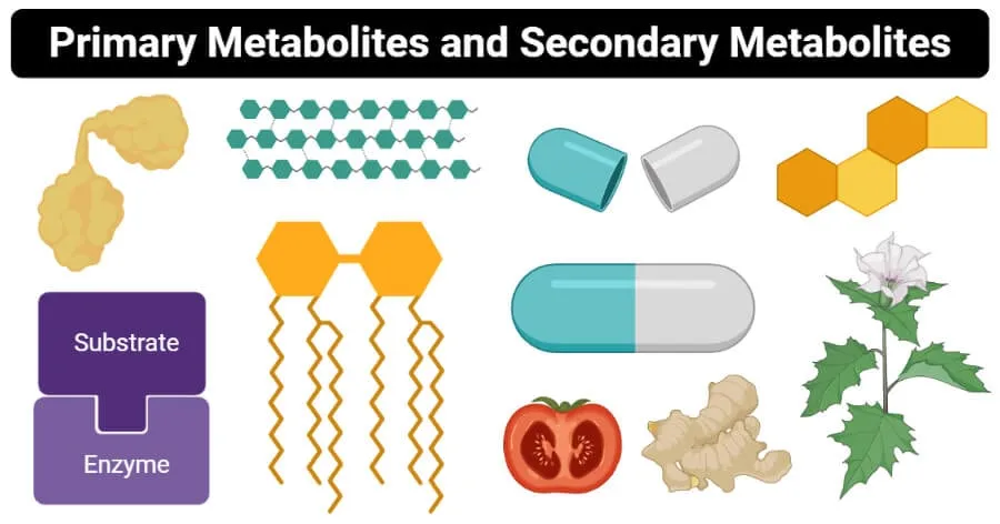 Primary and Secondary Metabolites, and Semantides in Plant Taxonomy