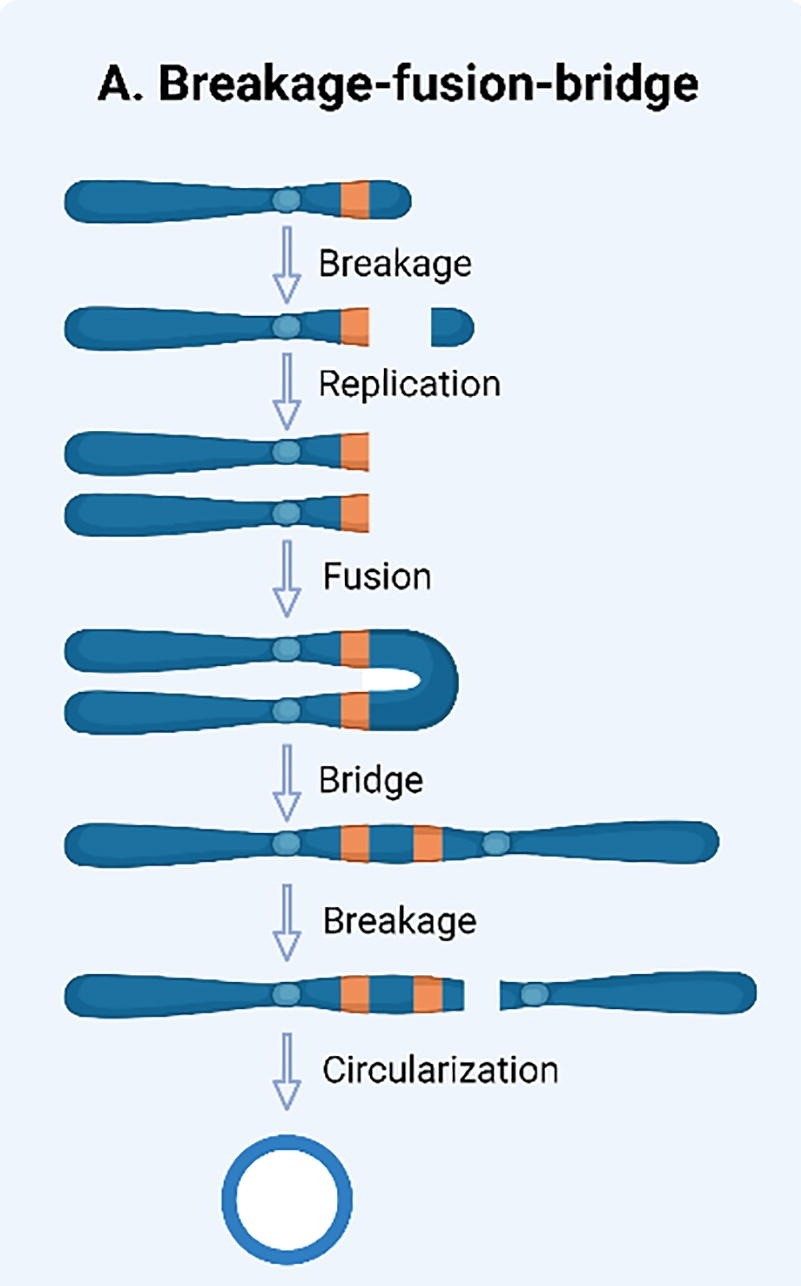 BFB Cycle