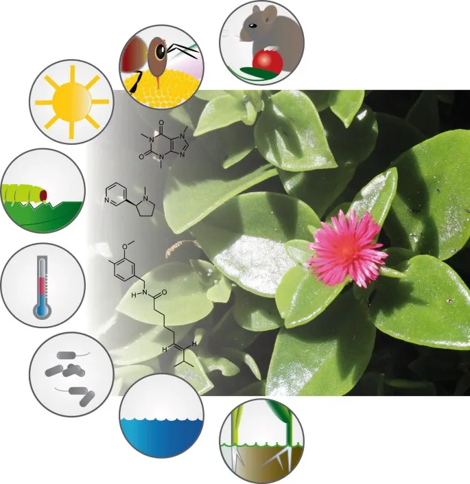 secondary metabolites
