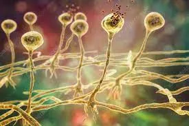 Fungi Rhizopus