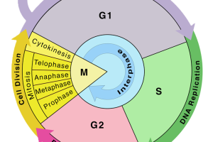 Cell Cycle