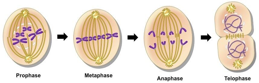 Mitosis Cell Divission