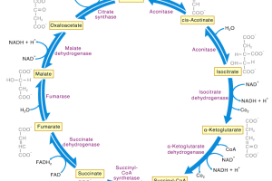ক্রেবস চক্র