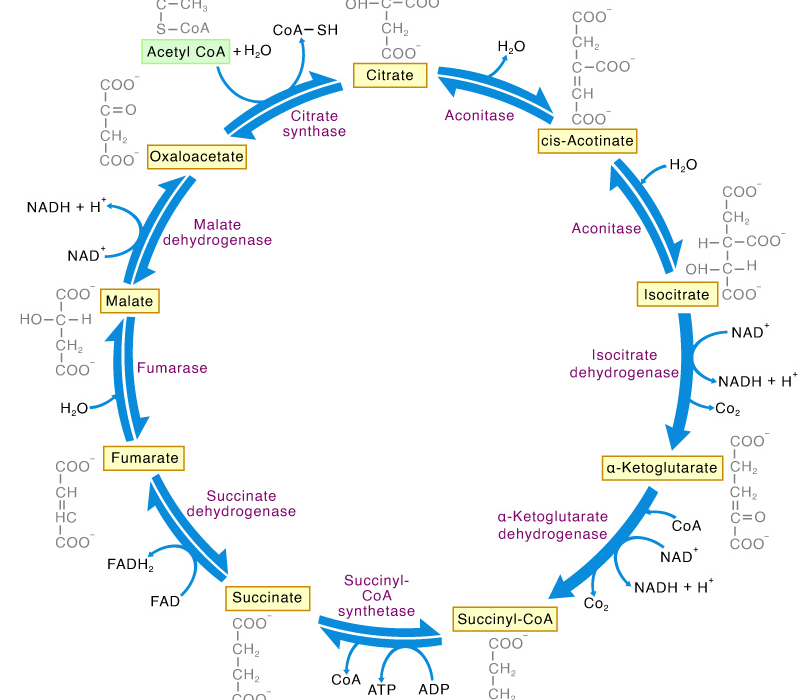 ক্রেবস চক্র